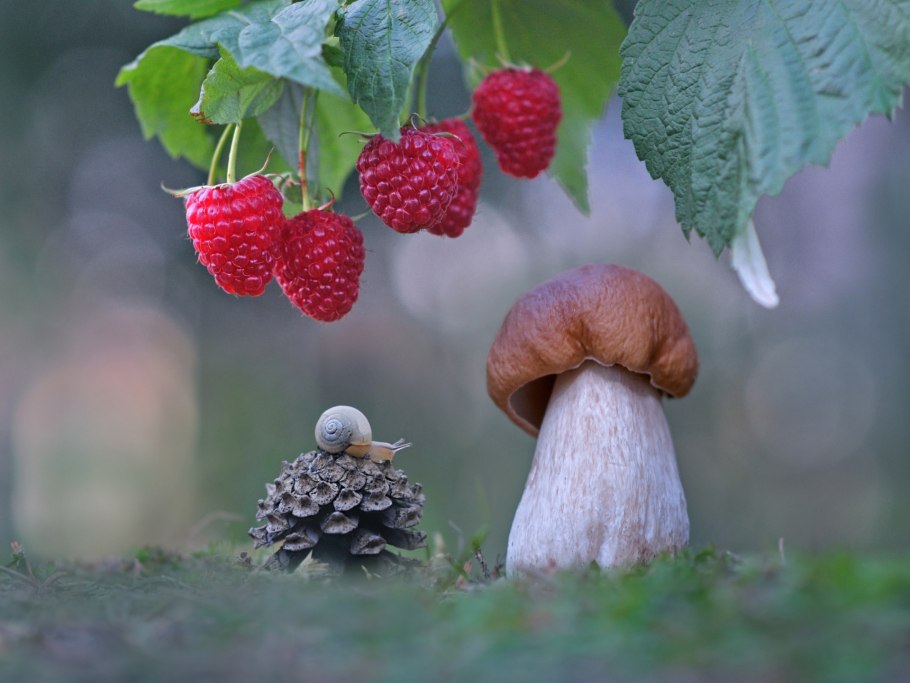 Грибы малина