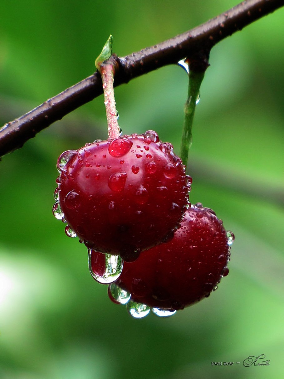 Вишня эдосская