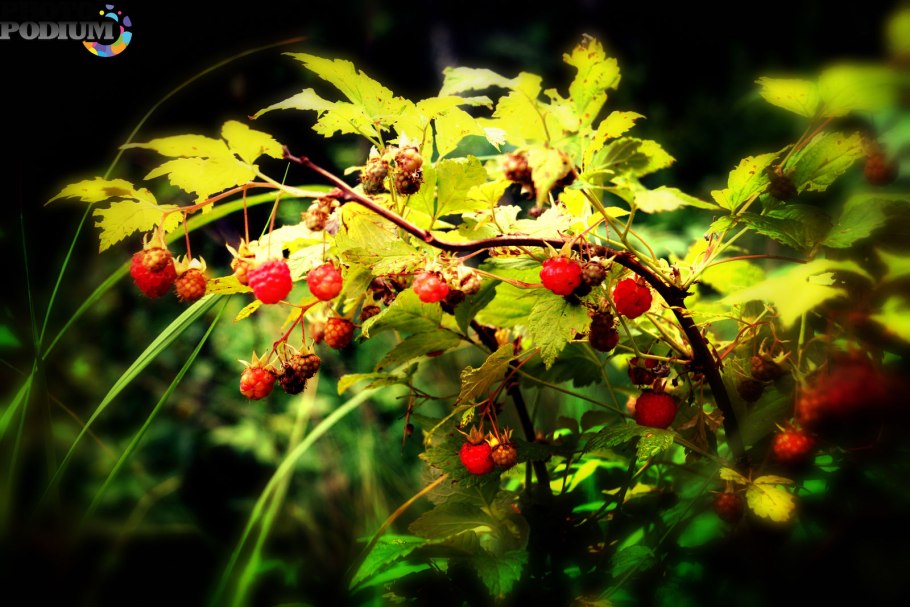 Малина в лесу