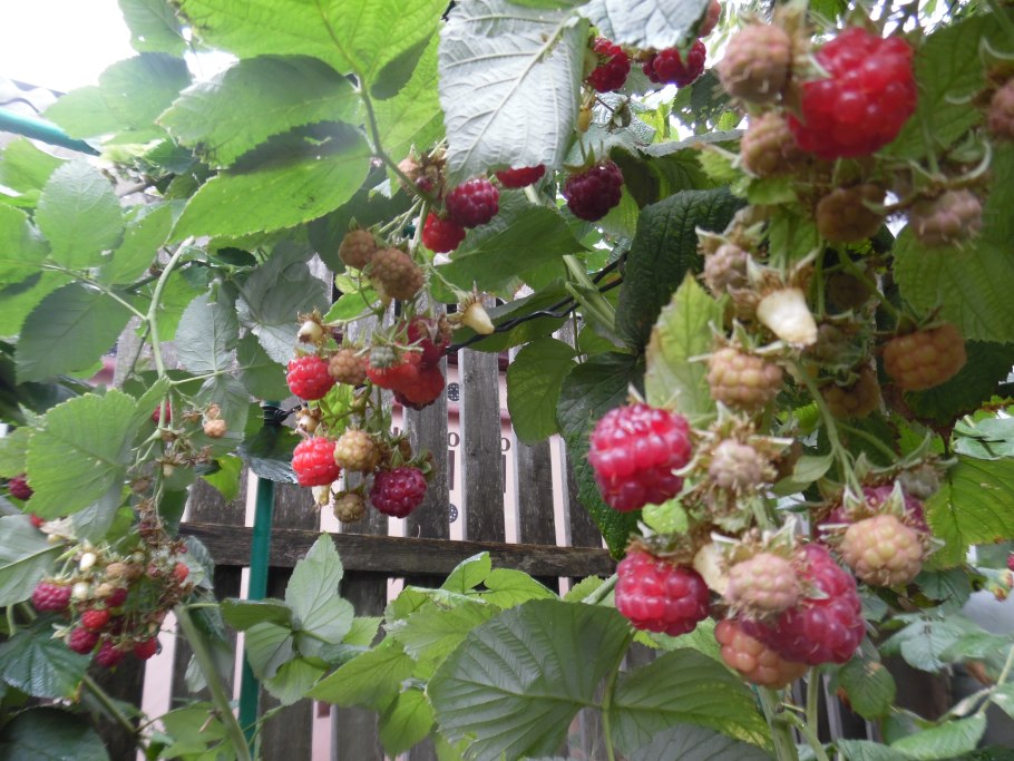 Октябрьская малина