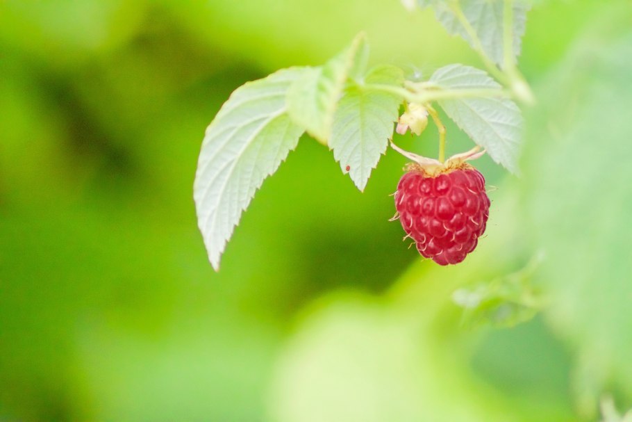 Обои на рабочий стол лето цветы ягоды зелень
