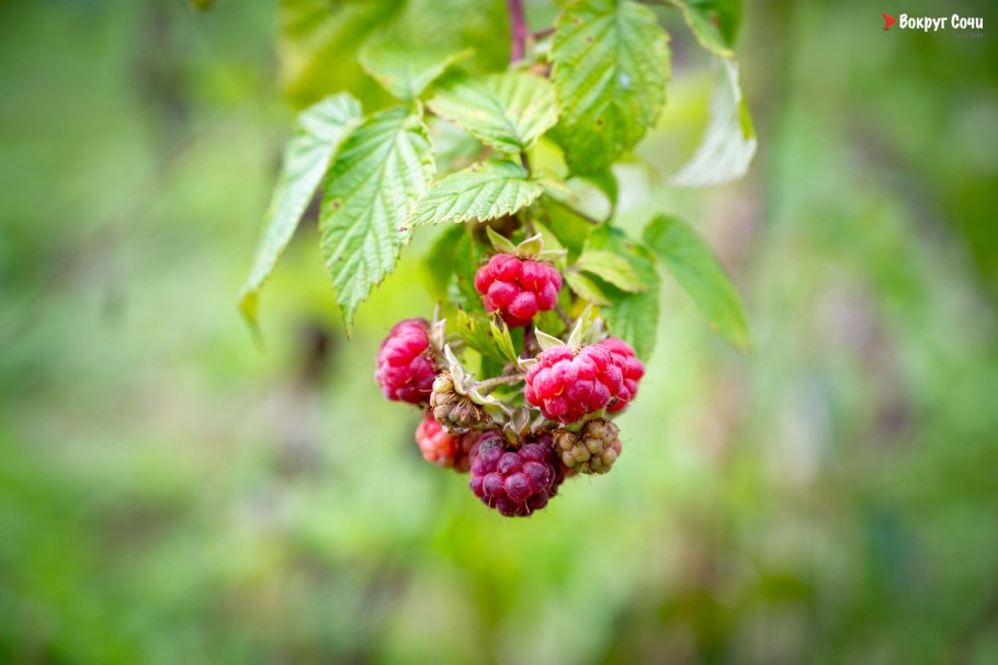 Дождь и малина