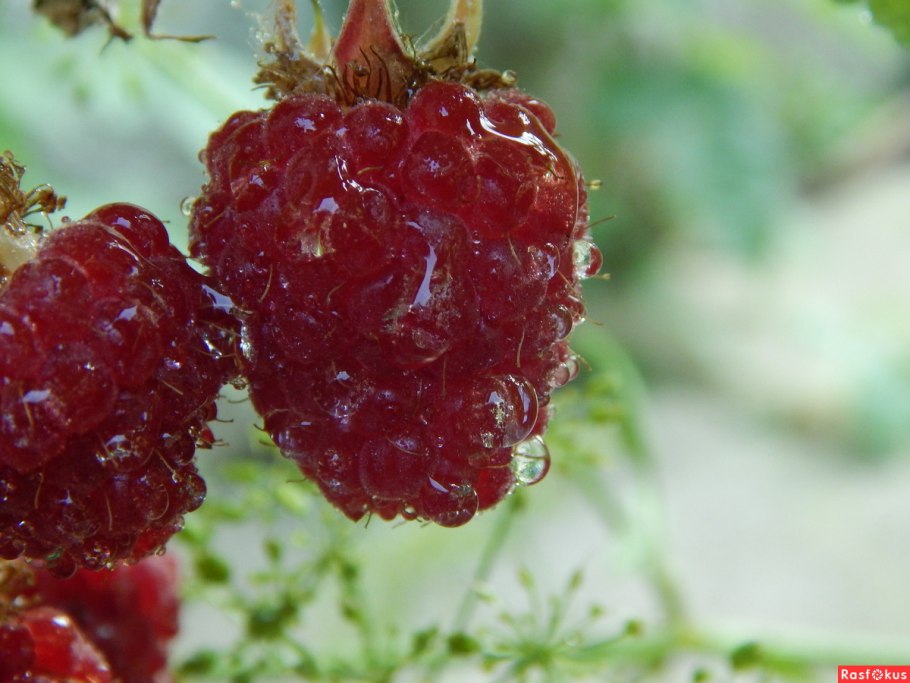 Малина в росе