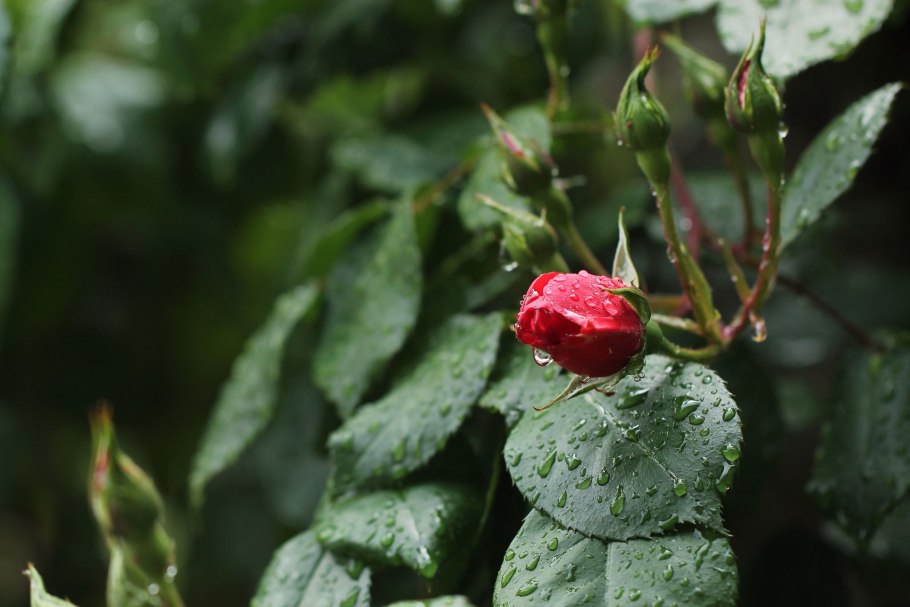 Малина кустовая