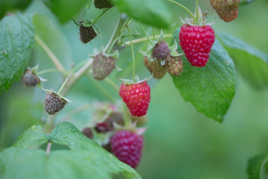 Малина лесная кустарник