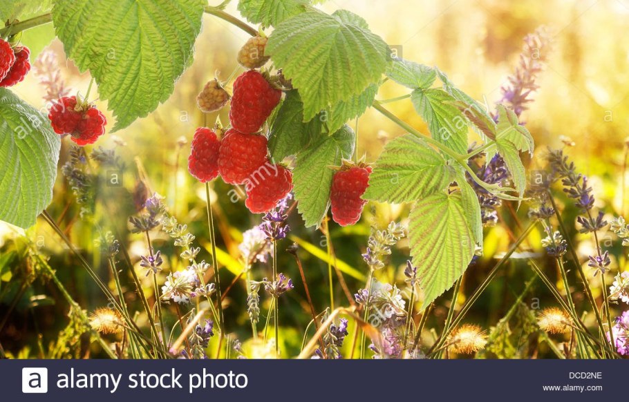 Малиновое лето