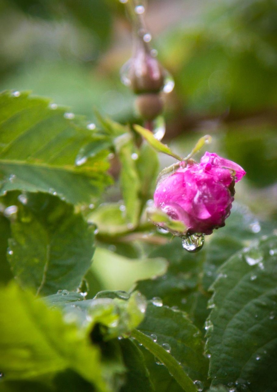 Шиповник дождь