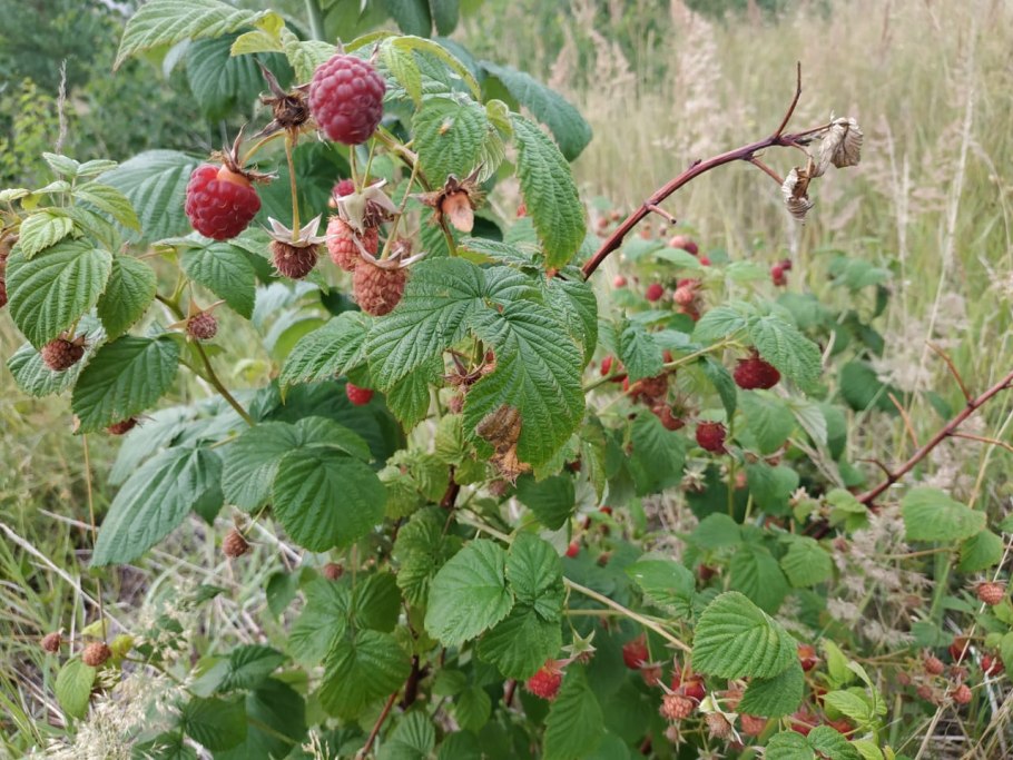Шмаковский Дикая малина