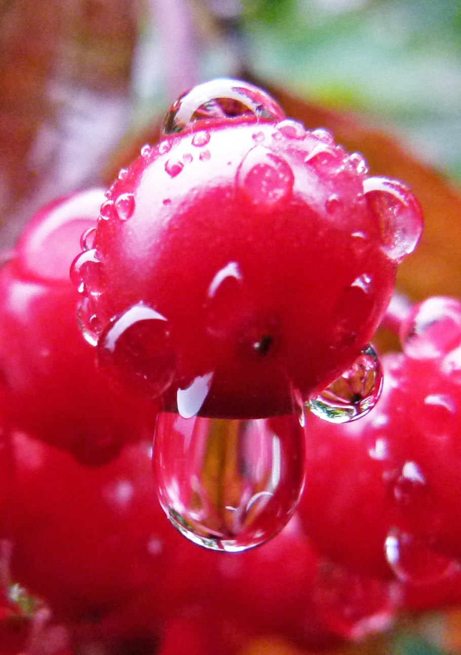 Роса на фруктах