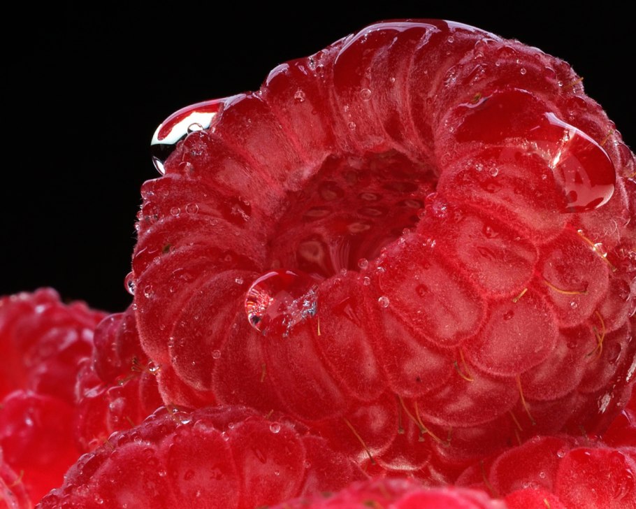 Из бутона розы растет новый бутон