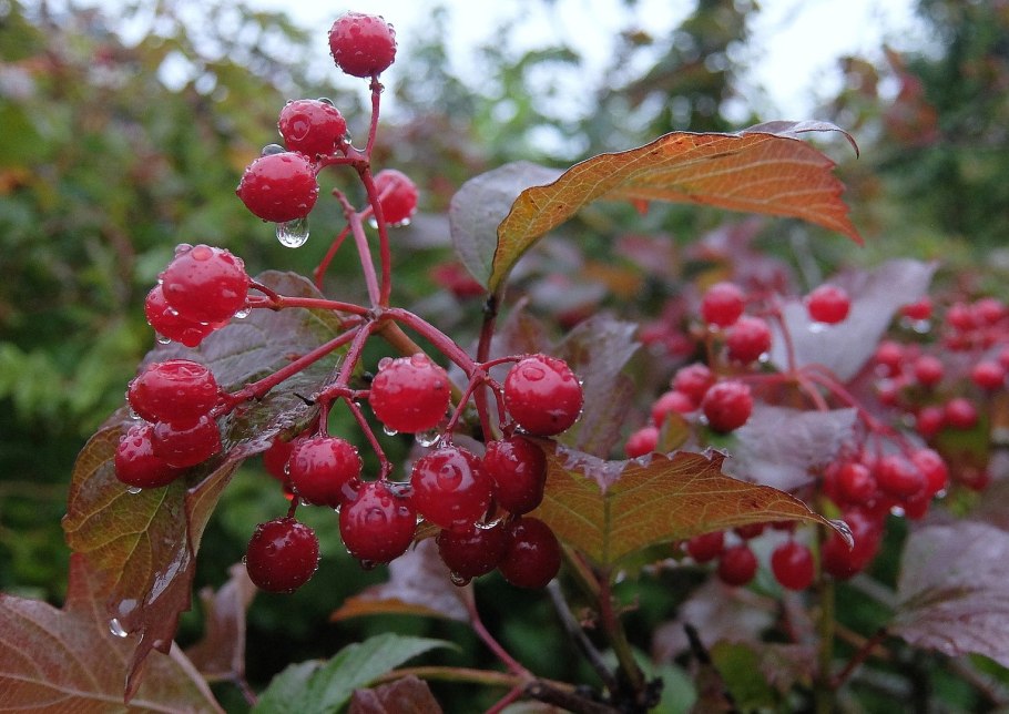 Картинки с калиной в августе