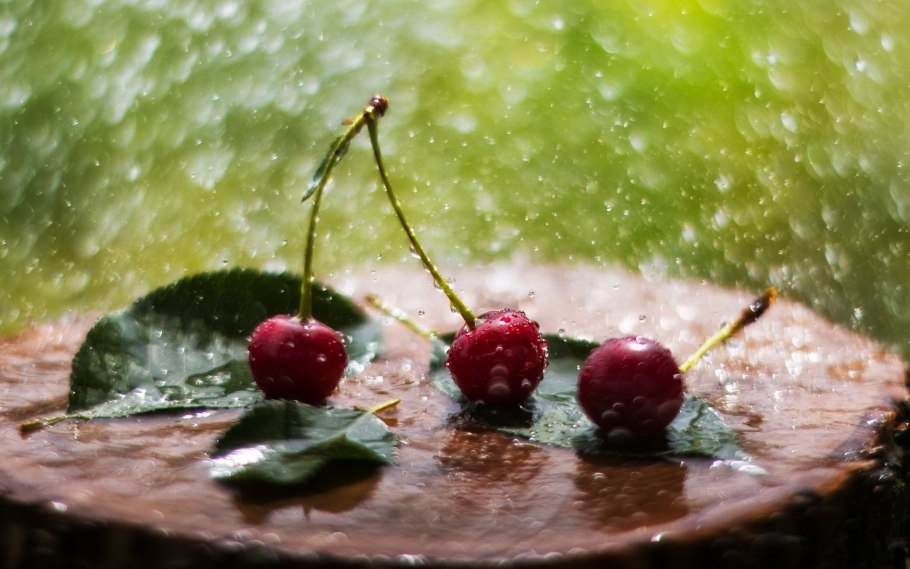 Розы после дождя