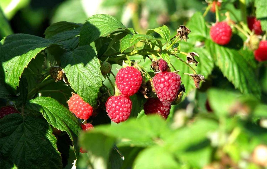 Лето черешня солнце