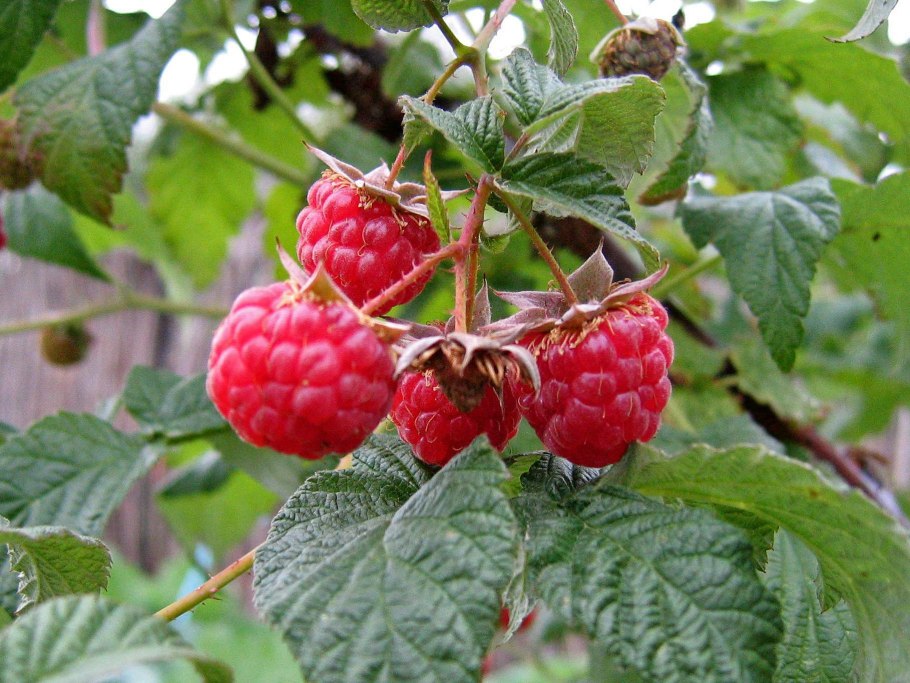 Народный праздник Давид земляничник