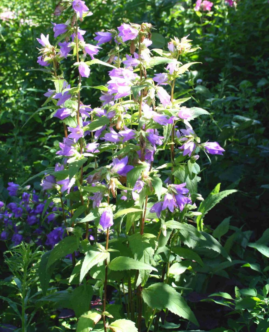 Колокольчик широколистный Баунти