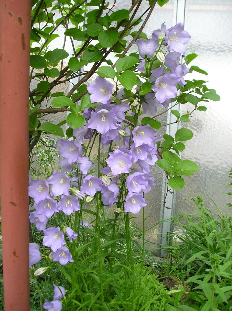 Колокольчик Латифолия Альба