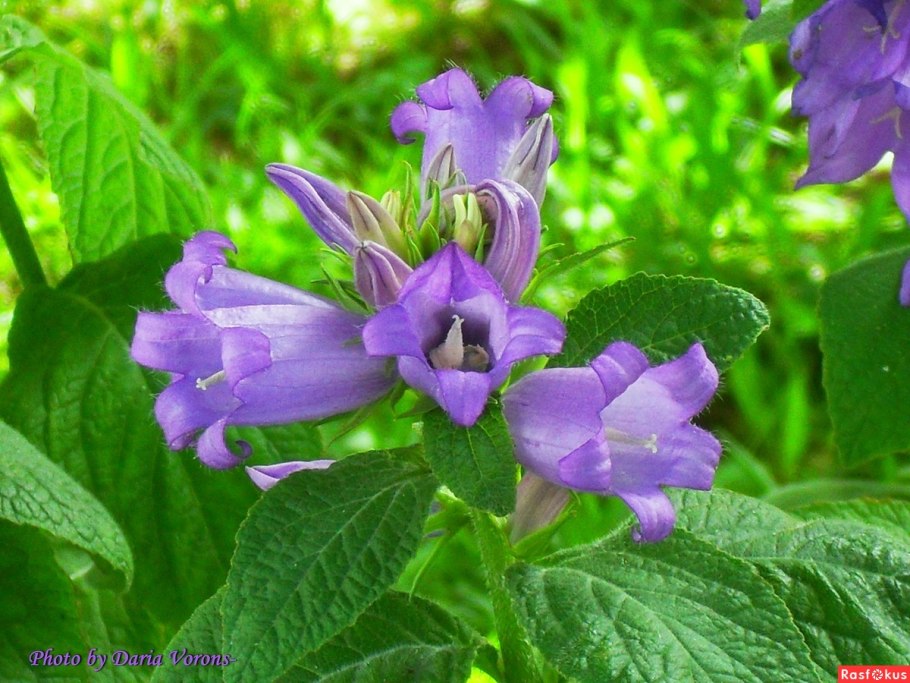 Колокольчик Отрана кавказский заповедник