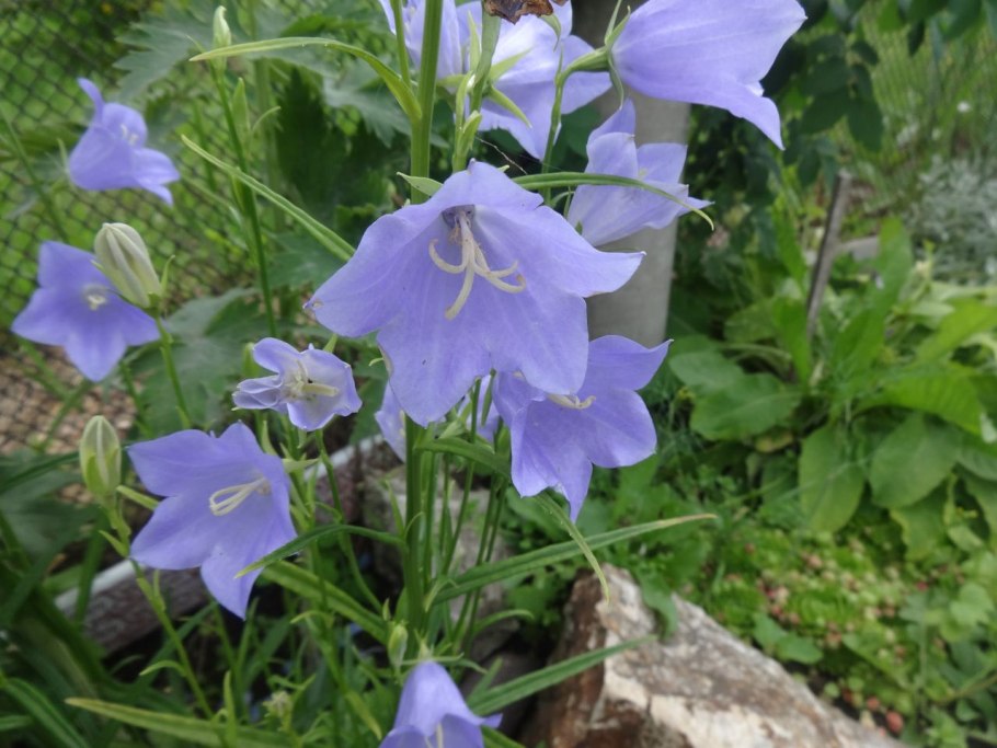 Колокольчик широколистный плод