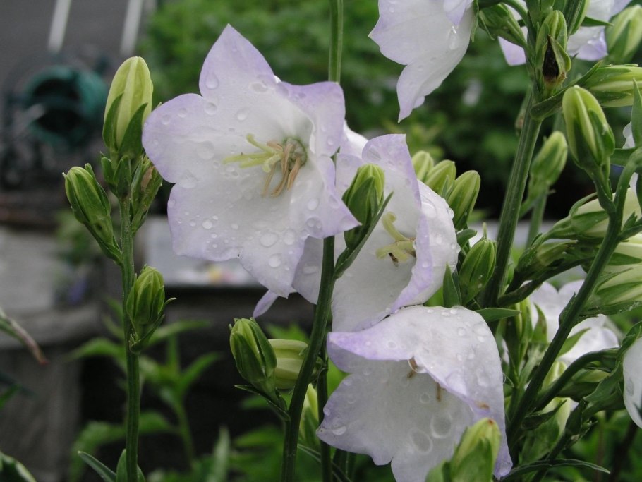 Колокольчик персиколистный. Grandiflora Alba