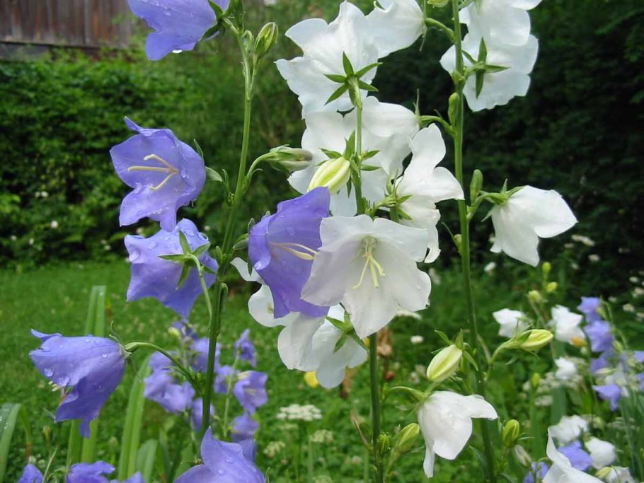Колокольчик карпатский (campanula carpatica)