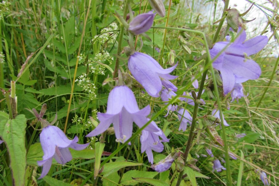 Колокольчик широколистный Брантвуд