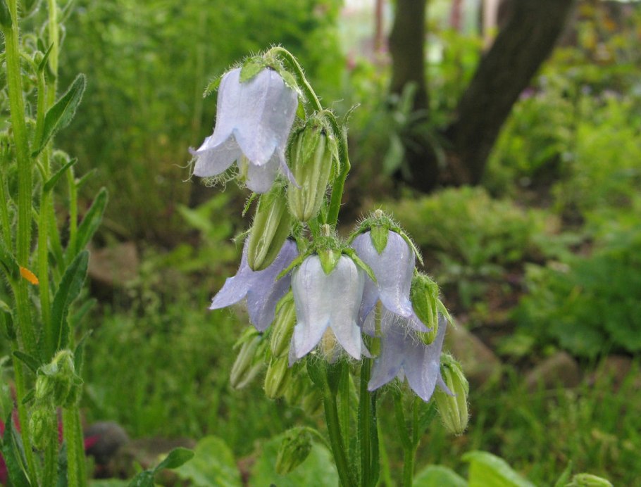 Колокольчик пирамидальный (campanula pyramidalis)