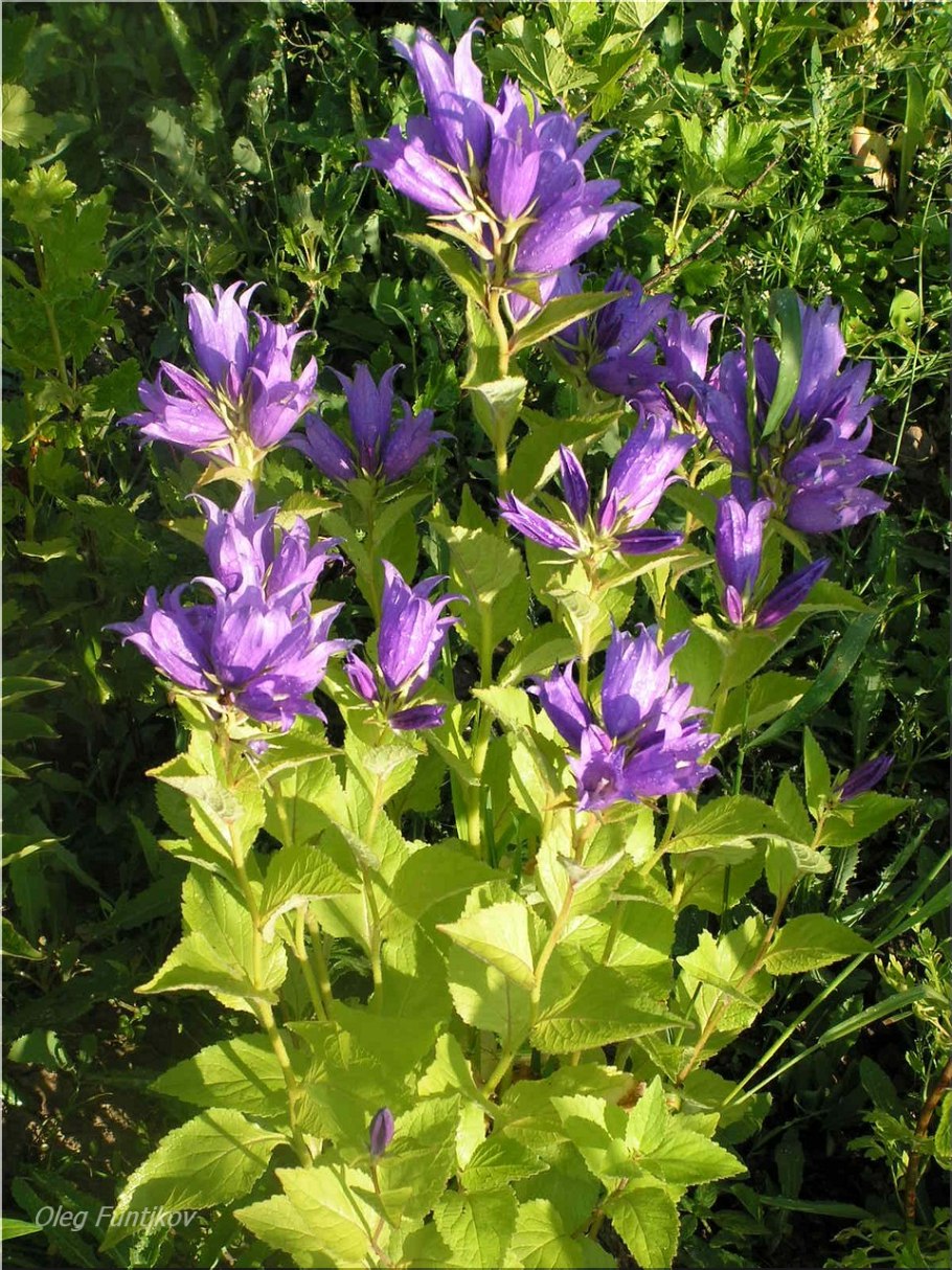 Колокольчик широколистный многолетний