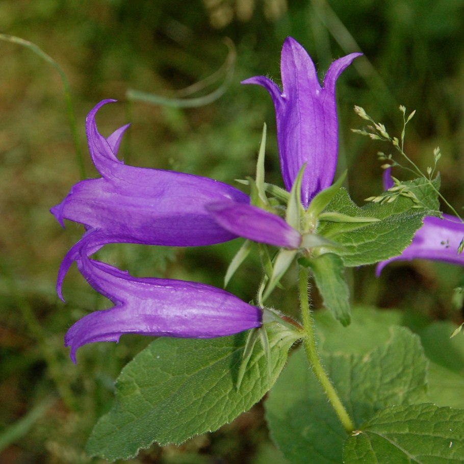 Wallpaper Campanula Dark