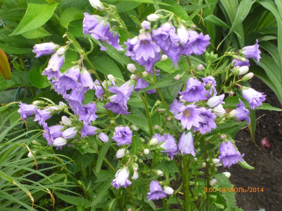 Колокольчик персиколистный Альба