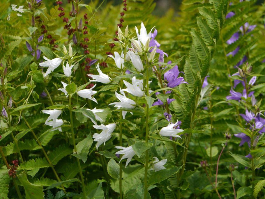 Колокольчик широколистный (Campanula latifolia)