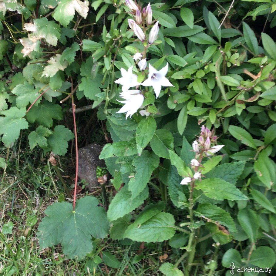 Колокольчик широколистный