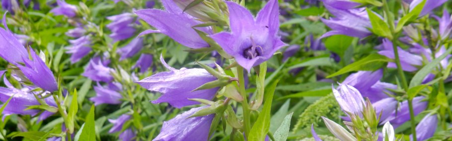 Кампанула Латифолия
