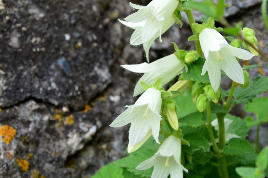 Колокольчик широколистный