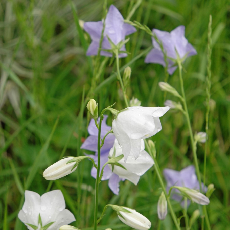 Колокольчик персиколистный альба
