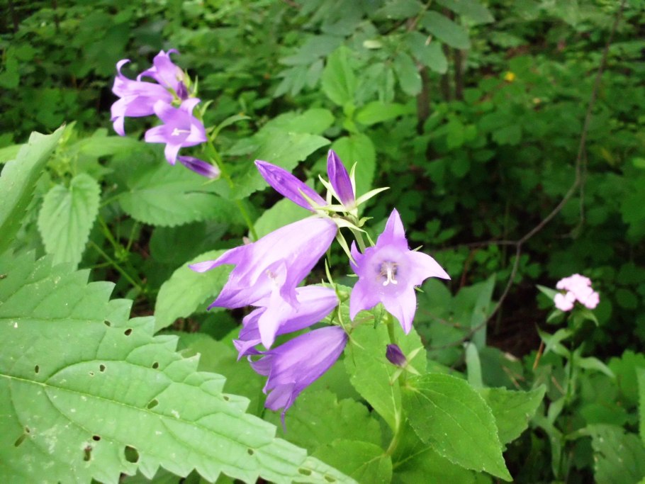 Колокольчик пирамидальный Альба рассада