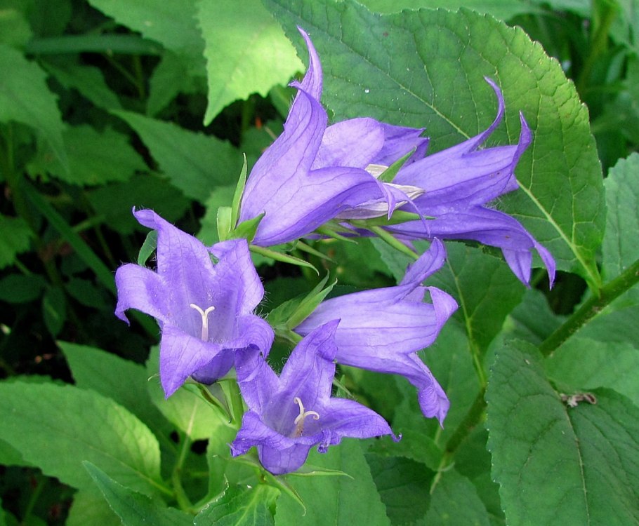 Колокольчик кампанула медиум