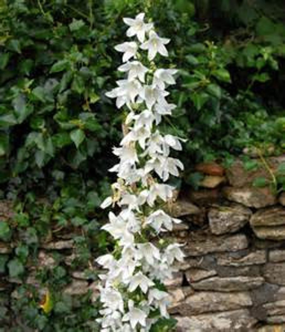 Колокольчик широколистный