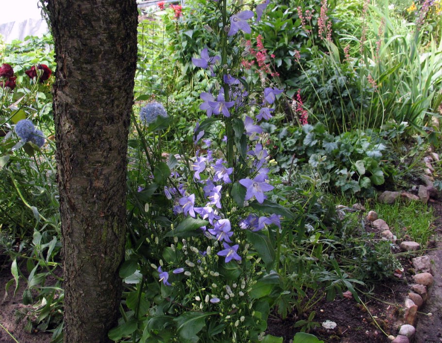 Колокольчик пирамидальный "Alba"