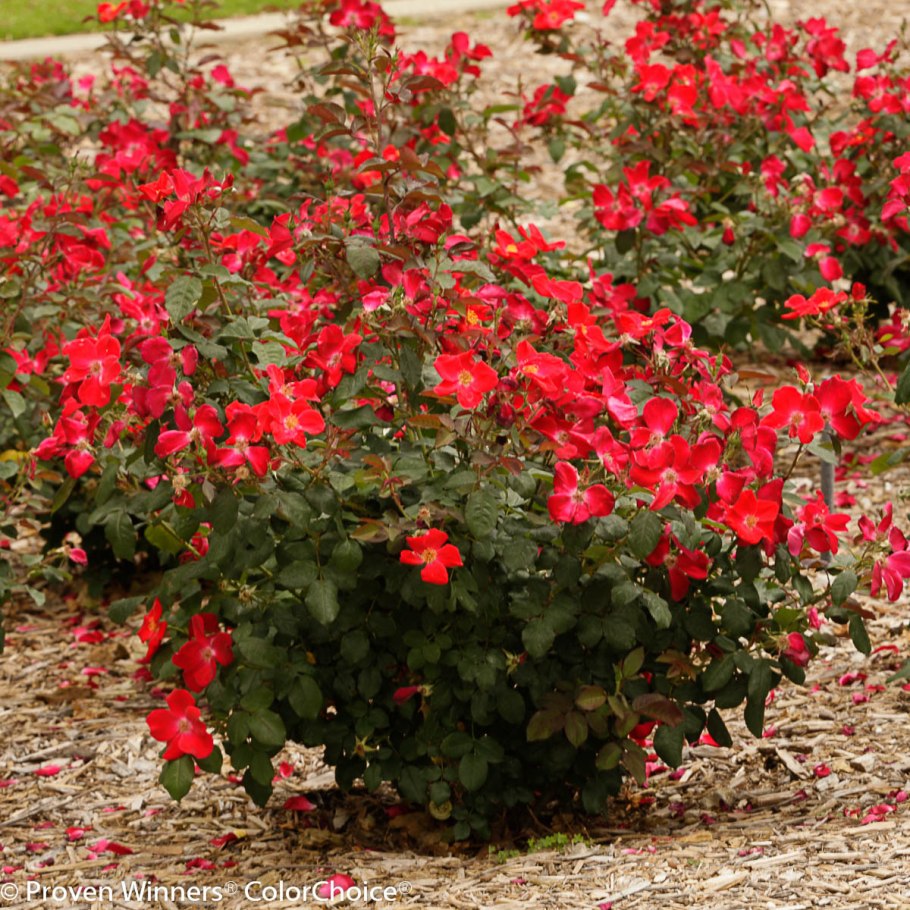 Роза ред Флейм шраб