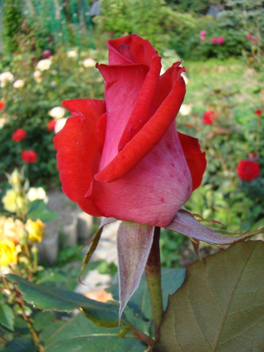 Магазин саженцев главного ботанического сада РАН розы