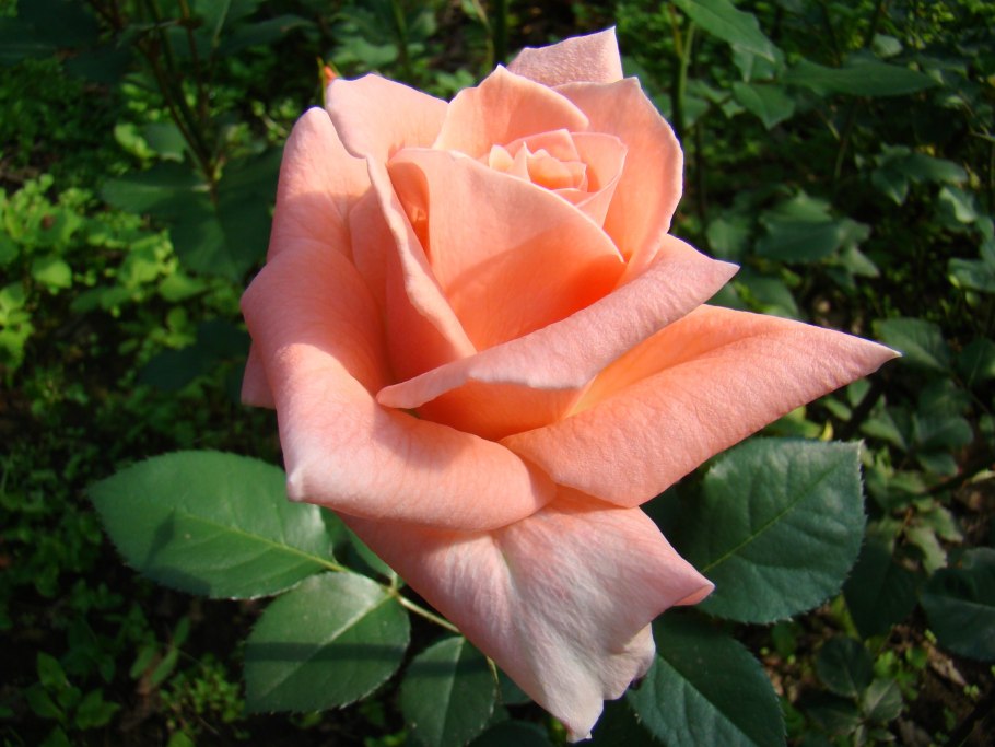 Айрон Стар роза РАН