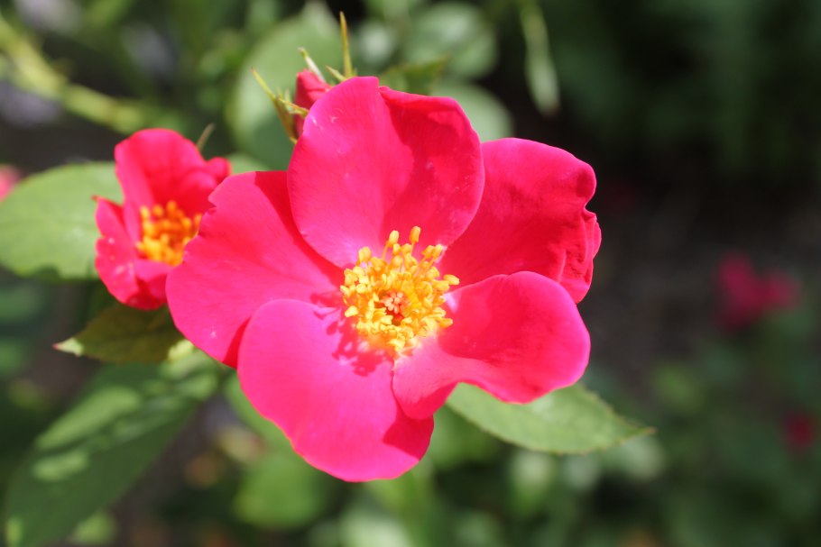 Роза хоум РАН