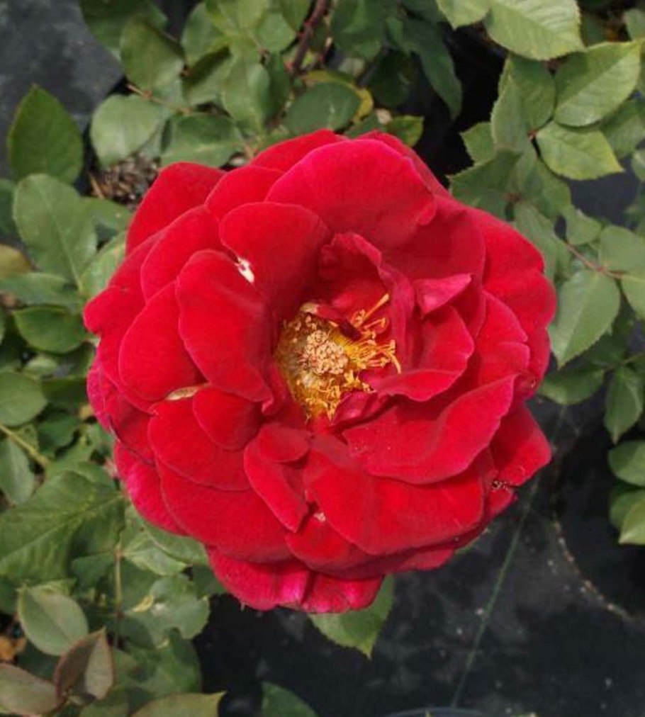 Роза РАН 2020