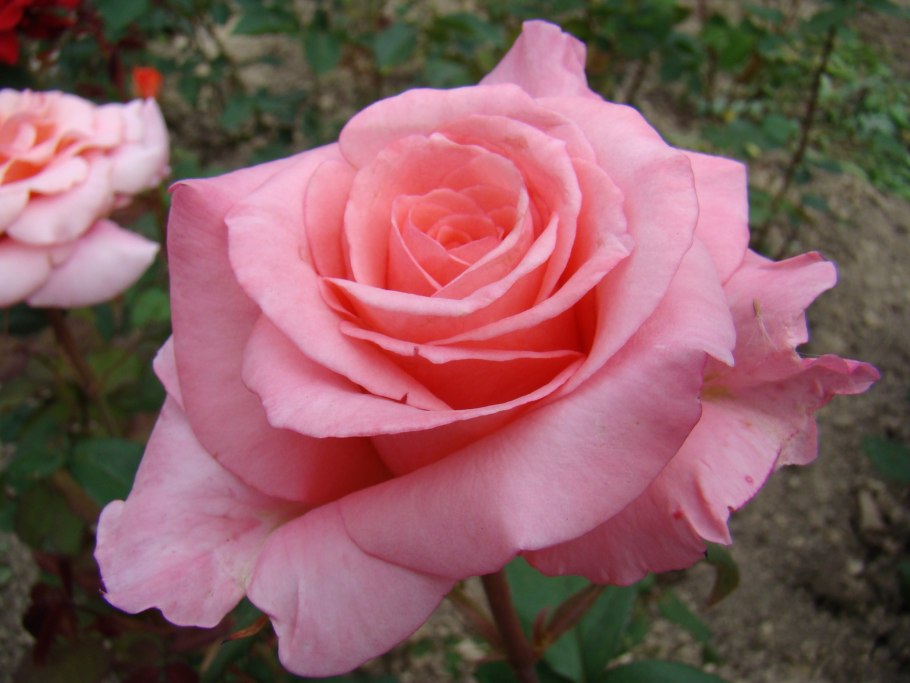 Роза Сильвия