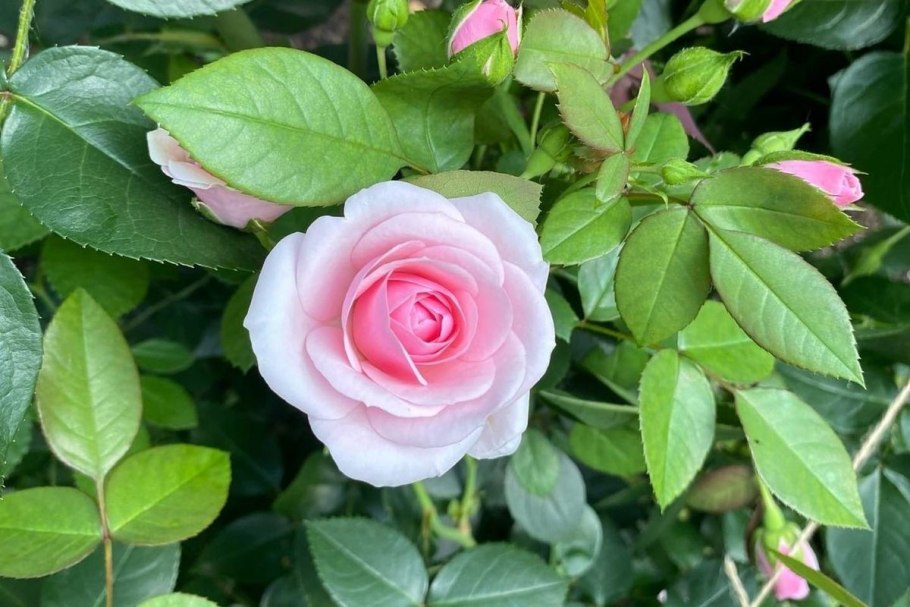 Розочка бегать