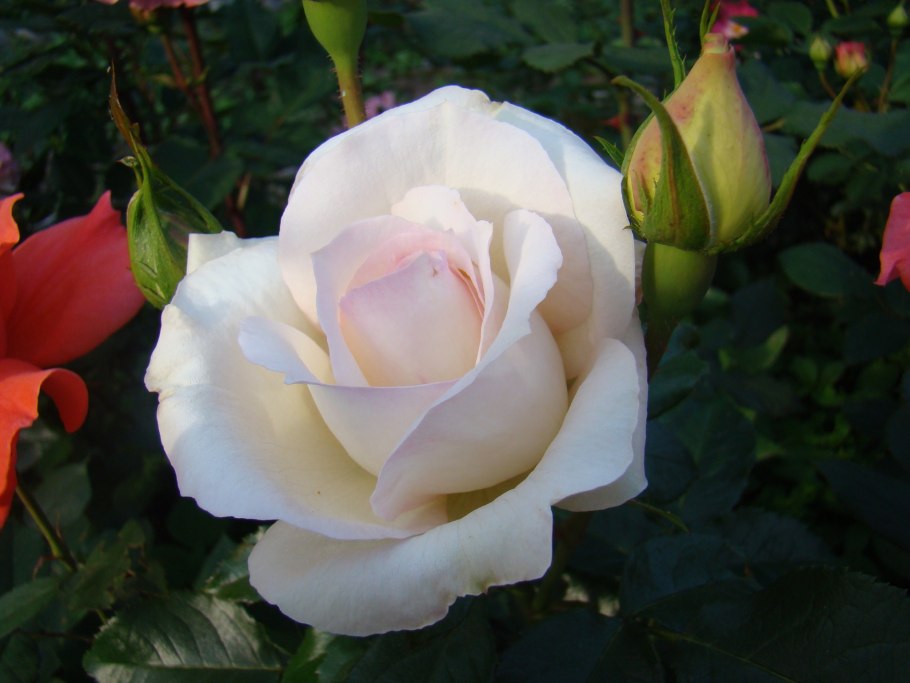 Сорт розы Гранд могул