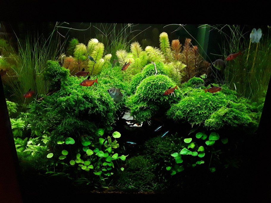 Эхинодорус "Оцелот" (Echinodorus Ozelot)