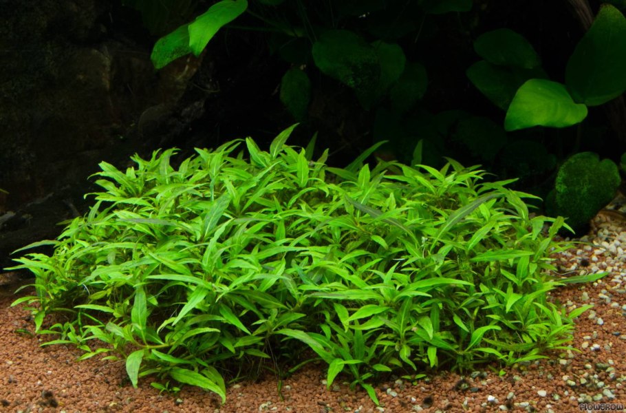 Криптокорина Вендта Грин