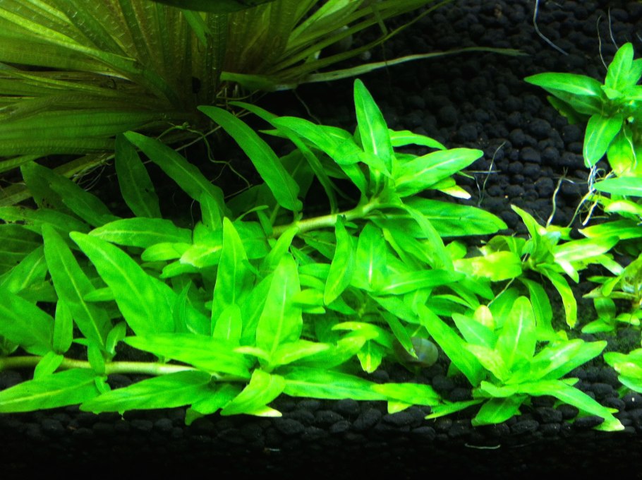 Людвигия темная