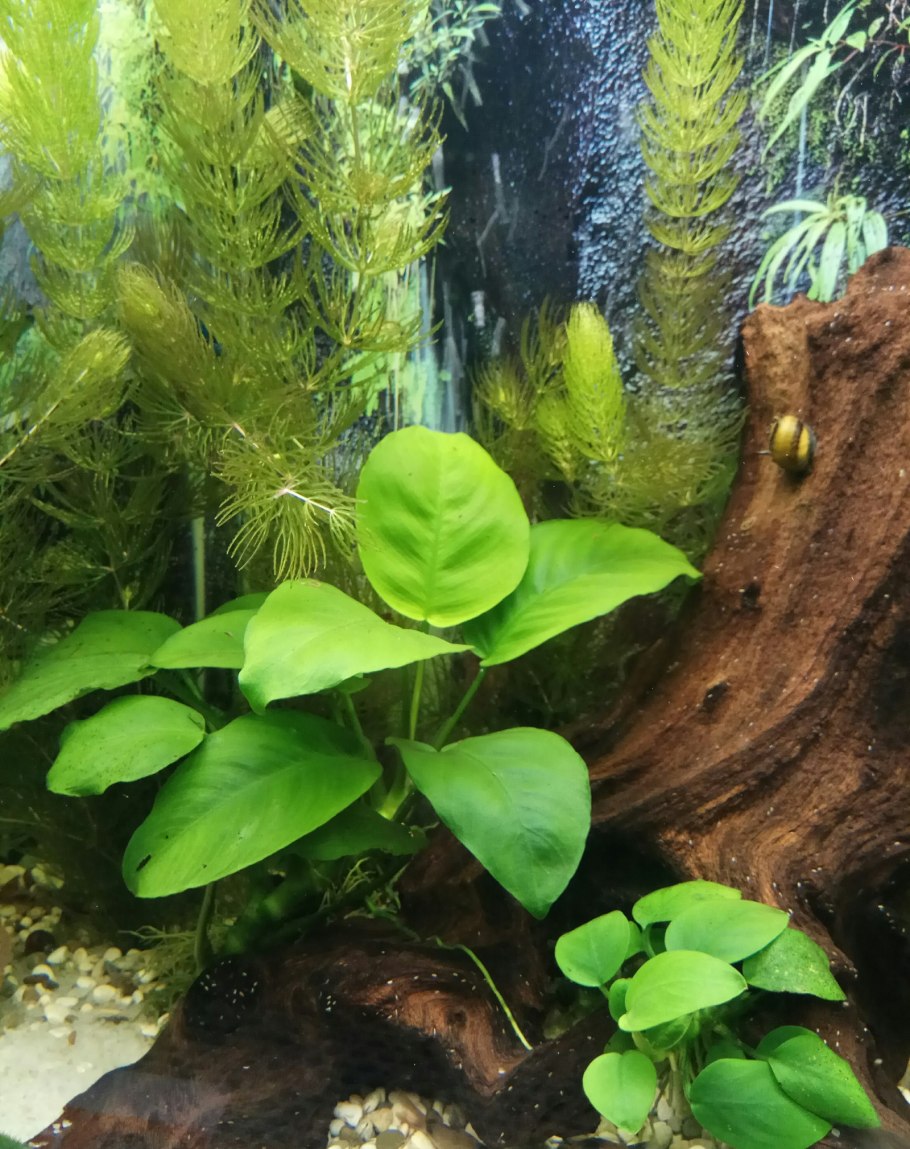 Людвигия Рубин аквариумное